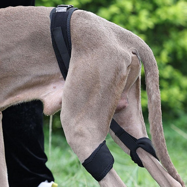 강아지 고관절 보호대 보호 교정 벨트 L, 1개