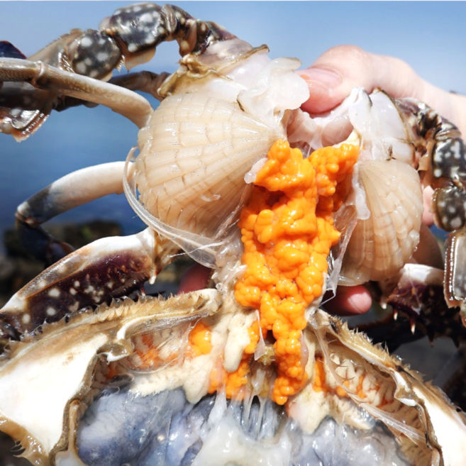[빅피쉬마켓] 국내산 급냉 연평도 알배기 암꽃게 알가득, 1박스, 3kg (9-15미)