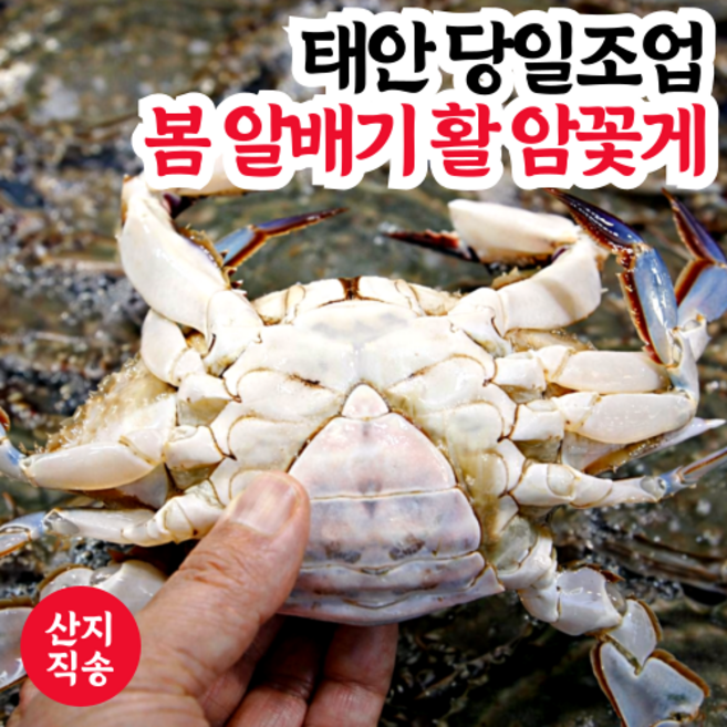 [당일조업] 선별 서해안 태안 봄 알배기 생물 활 암꽃게, 1개, 1kg (4~5미)