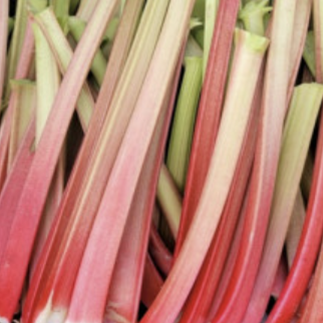[한정판매] 건강채소 국내산 생루바브 rhubarb, 1kg, 1개