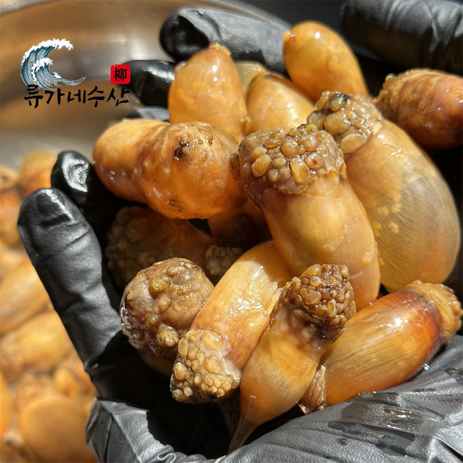 [당일조업] 국산 마산 진동 미더덕 생물 손질 오만둥이, 1개, 오만둥이1kg (생물)