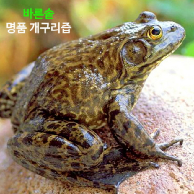 개구리 액기스 엑기스 진액 중탕, 2박스(100mlx110포), 110개