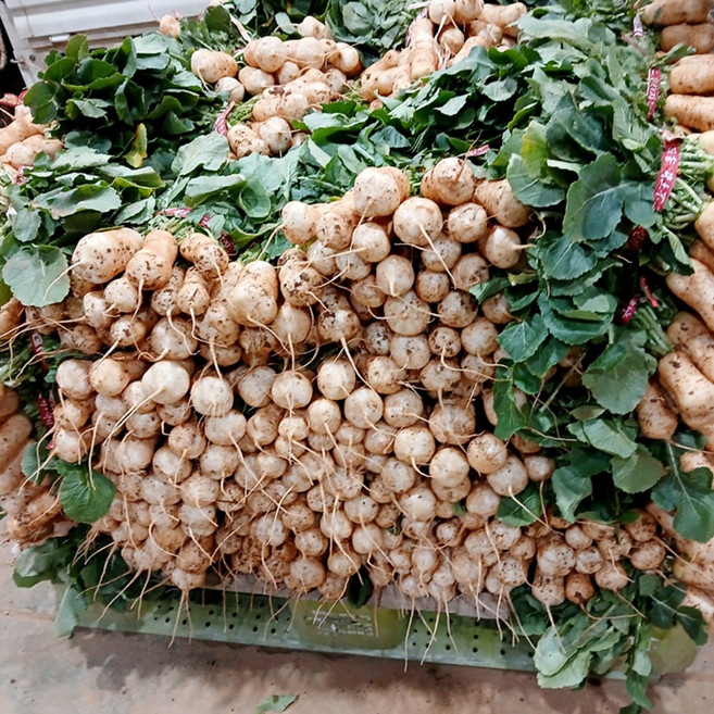 [씽씽팜] 산지직송 황토밭에서 갓 수확한 국내산 총각무 알타리무, 1개, 3단(8~9kg 이내)