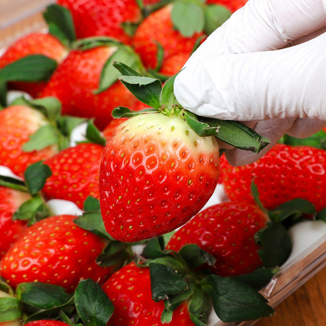 논산 설향 딸기 산지직송 고당도 생딸기 350g 700g, 특 사이즈, 350g (15구) 반팩