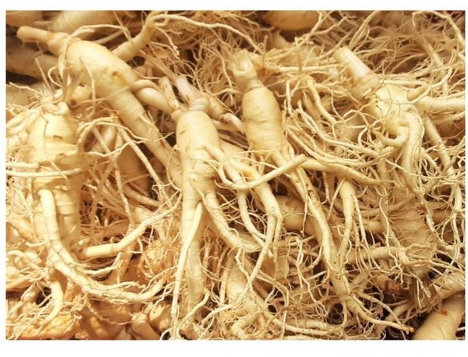 세척인삼 가정용 금산인삼파삼 5-6년근 대용량 세척수삼 15-20뿌리내외, 1개, 500g