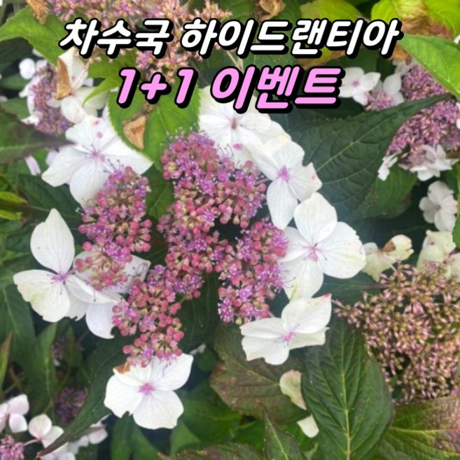차수국 하이드렌티아 P14 포트묘 식용 노지월동