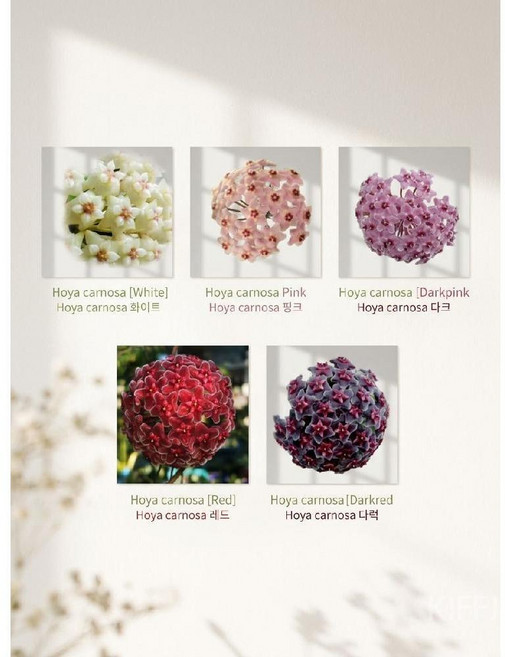 핑크별꽃 호야카노사 화이트핑크 레드 다크레드 색상랜덤 제니오숲