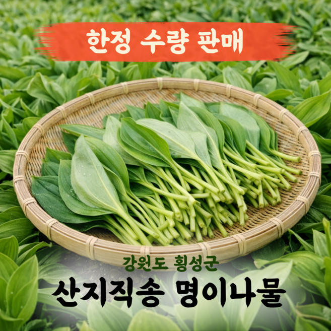 강원도 고랭지 명이나물 잎명이 산마늘, 500g, 1박스