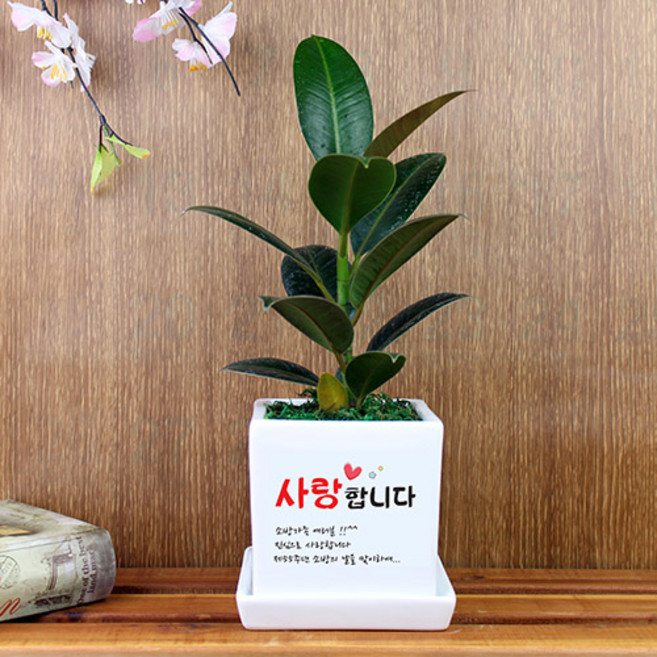 그린조아 맞춤 메세지 실내 공기정화식물 특별한 기념일 고백 가족 연인 선물 화분 금전수 천냥금 스투키 행운목 율마 테이블야자 홍콩야자 금사철 페라고늄 산세베리아 크루시아 아몬드페페, 쇼핑백X, 1개
