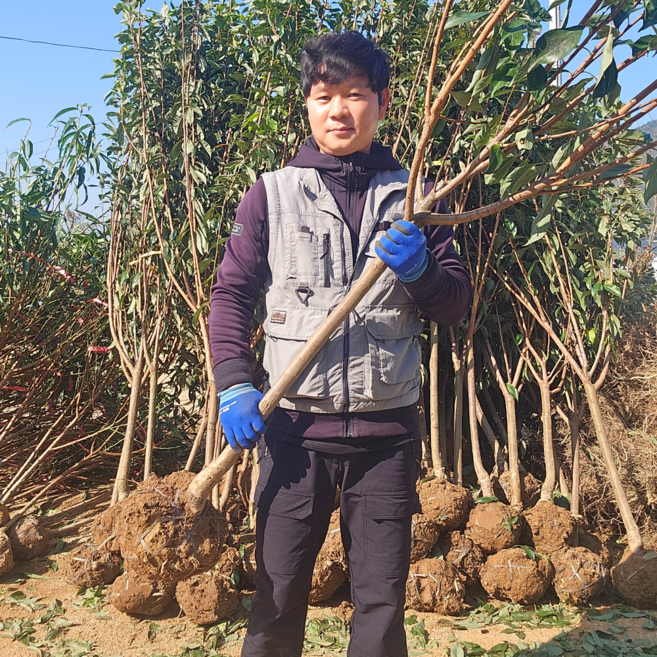 자두나무 5년생 결실주 호무샤 자두나무묘목, 호무샤자두나무 5년생, 1개