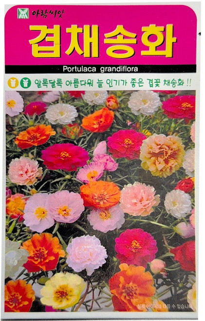 아람종묘 겹채송화 씨앗, 1개
