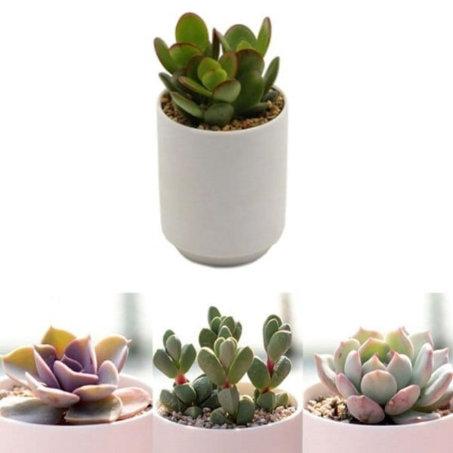 다육이 분갈이흙 미니화분 세트 hj2*054ve, 11 리틀장미, 1개