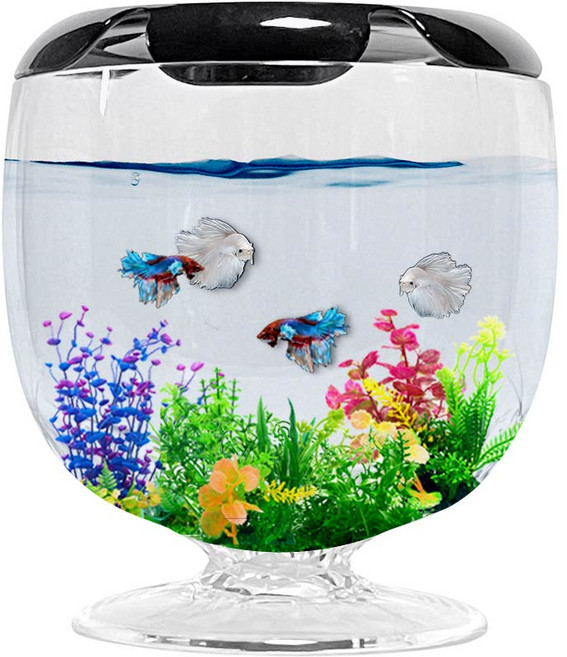 아쿠아테라 스타일리쉬 베타어항, 1개