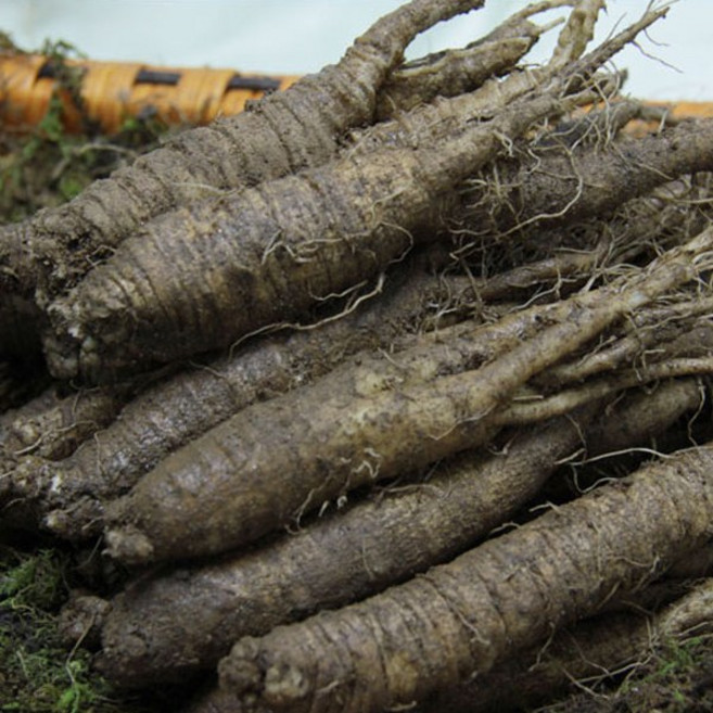 금산인삼 국내산 더덕 구이용 효소담금용더덕, 1개, 금산더덕실속형(중)1kg