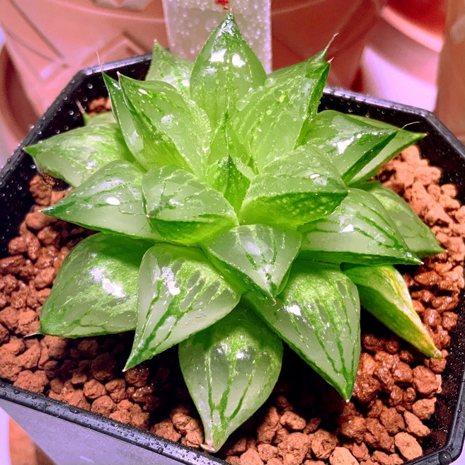 하월시아 빙사탕 고급 비싼 다육 반려 희귀식물 식테크, 1개