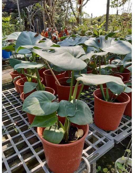 花花世界 觀葉植物 龜背芋 6吋盆 龜甲蘭/電信蘭/龜背竹 葉形特殊, 1個, 6吋盆 高20-30cm