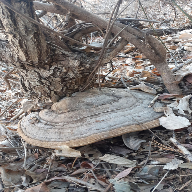 야생자연산100%말굽버섯진액즙(110ml), 30개, 110ml