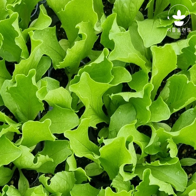 리틀플랜트 양상추 모종 100개