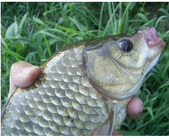 참붕어 자연산붕어 약용붕어 손질않된붕어 2kg 붕어즙 붕어엑기스 붕어액기스 붕어진액 (붕어중탕용), 참붕어(자연산붕어) 5kg, 1개, 5kg