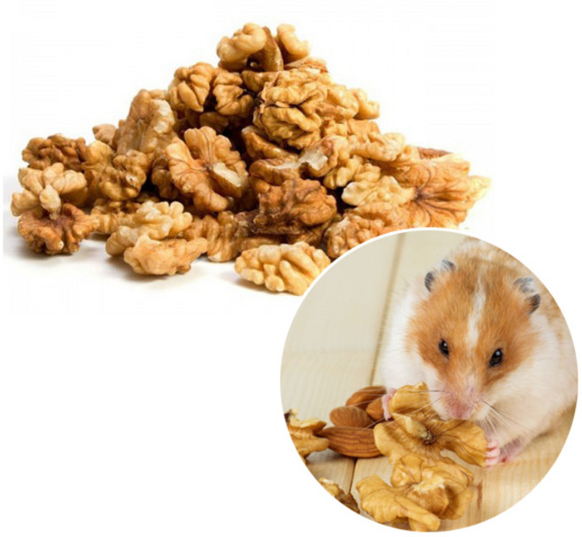 햄스터 간식 호두, 1개, 20g