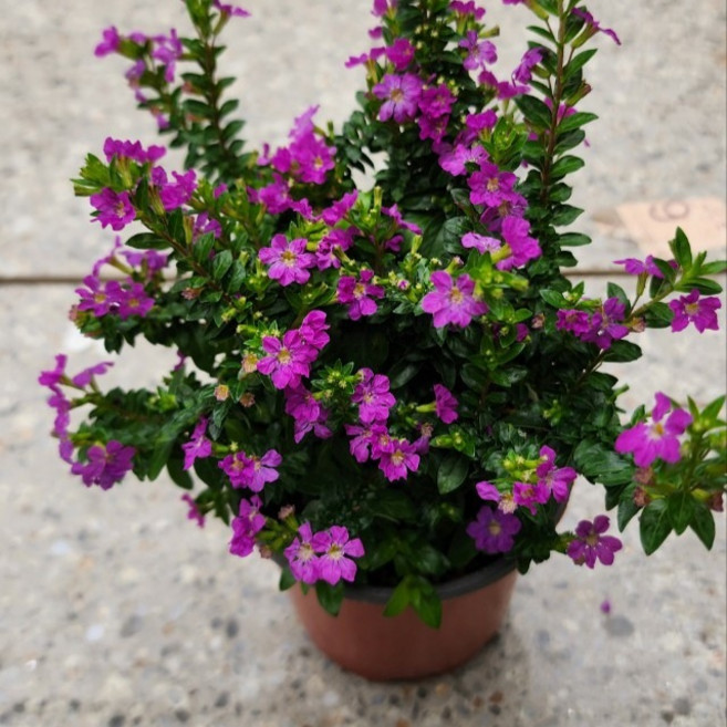 무배특가 쿠페아 쿠페야 구피아 소품 반려식물 보라꽃 에이피플랜츠, 1개, 기본