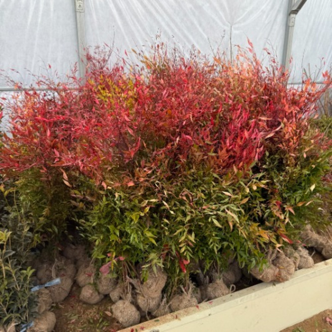 그루담다 남천나무 묘목 60cm 5개