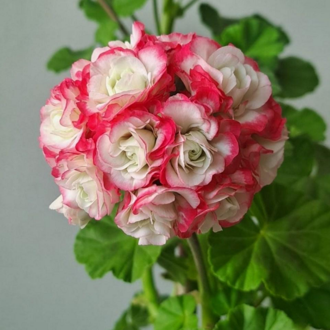 안녕두구동 미시즈폴락 화이트링 애플블라썸 제라늄 3개한세트출고, 1개