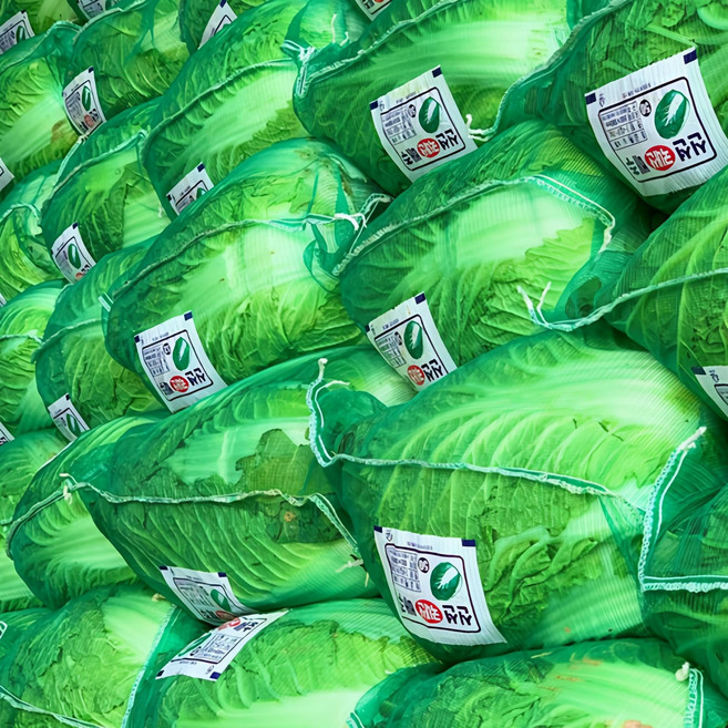 채소애 김장 배추 1망 (3포기), 9kg, 1박스