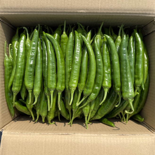 농진사 아삭이 고추 오이고추 국내산, 1개, 10kg