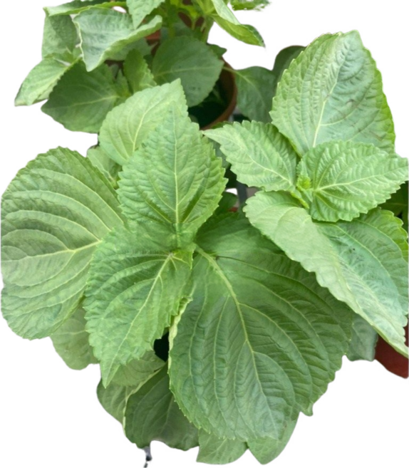 萬花叢 香草植物 家庭園藝 陽台盆栽 新鮮香草, 芝麻葉, 1個