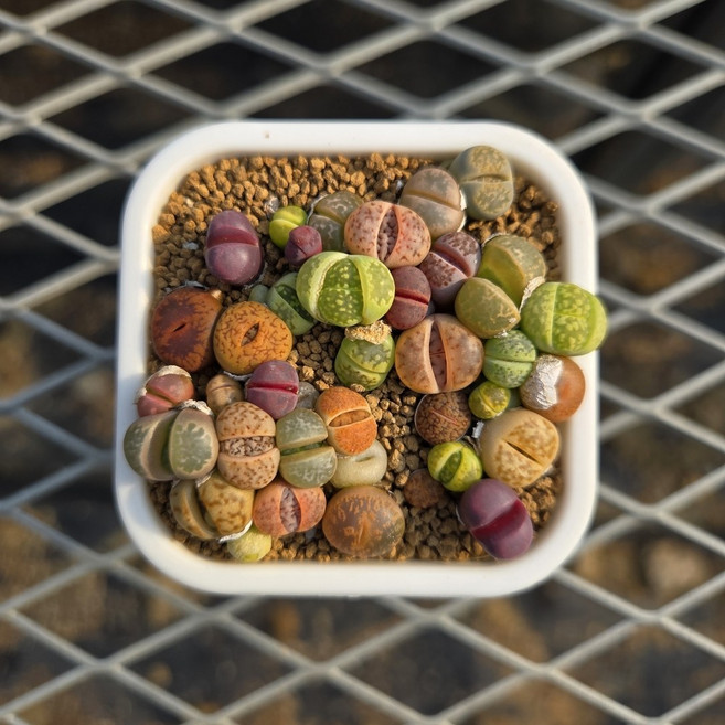 [한선원] 리톱스 올드믹스보통 1년생 모듬 1포트 다육식물 아프리카 선인장 식물 아프리카 희귀 미니 실내, 보통, 1개