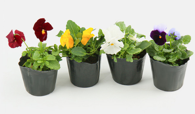 비올라 2개 초화 포트 꽃모종 조경 화단가꾸기 실외 조경 제비꽃, 1개, 초화_비올라(빨강계열)(2개)