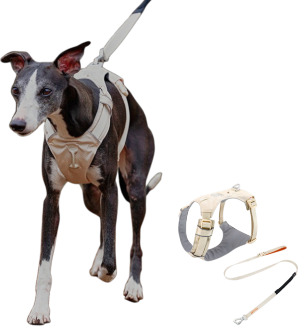 요리죠리하우스 쭈랜드 하네스 리드줄세트 소중대형견, 베이지, 1개