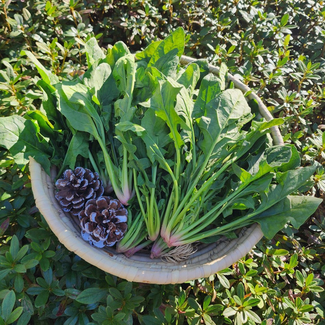 [유명산지] 산지직송 남해 보물초 섬초 겨울제철 100% 노지 시금치, 1개, 500g