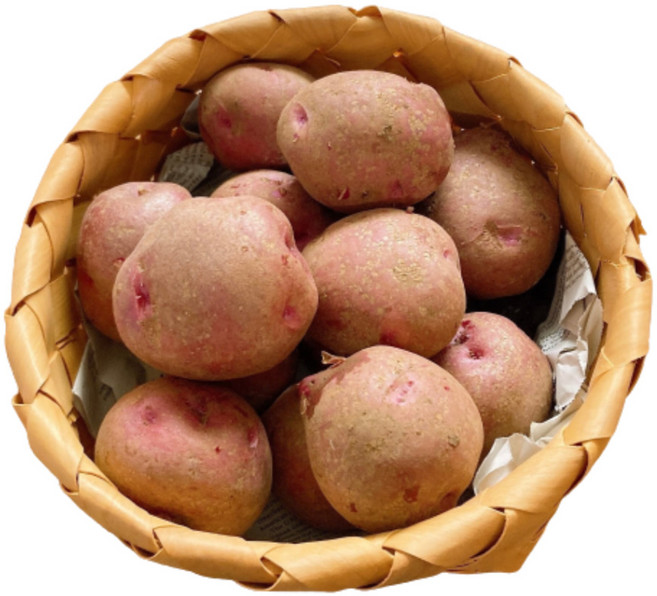 국내산 포슬포슬 노란카스테라 홍감자 햇홍감자남해 하동 진주 최상품, 1박스, (중)-10kg