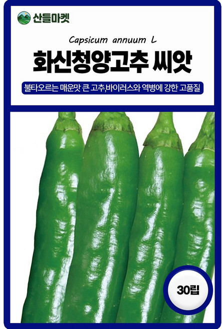 산들마켓 화신청양 청양고추 씨앗 30립 매운맛 대과종 고추씨 종자, 5개