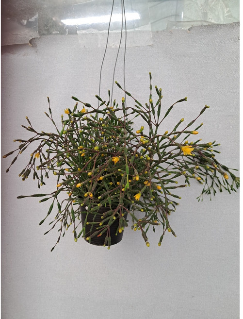 립살리스 뽀빠이 노랑꽃이 피어요, 1개, 0