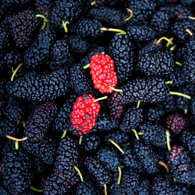 [6월4일부터순차출고][베리세상]고창 냉동 오디 5kg(상품벌크포장), 1개