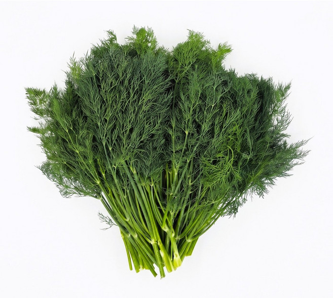 야채왕 허브 생잎 딜 Dill 500g 향신료, 1개