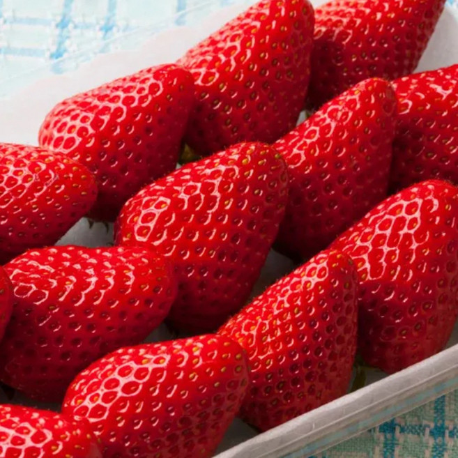 [강남맘강추] 프리미엄 왕딸기 설향 딸기 보냉팩 포함 생기마루, 1박스, 700g 특품