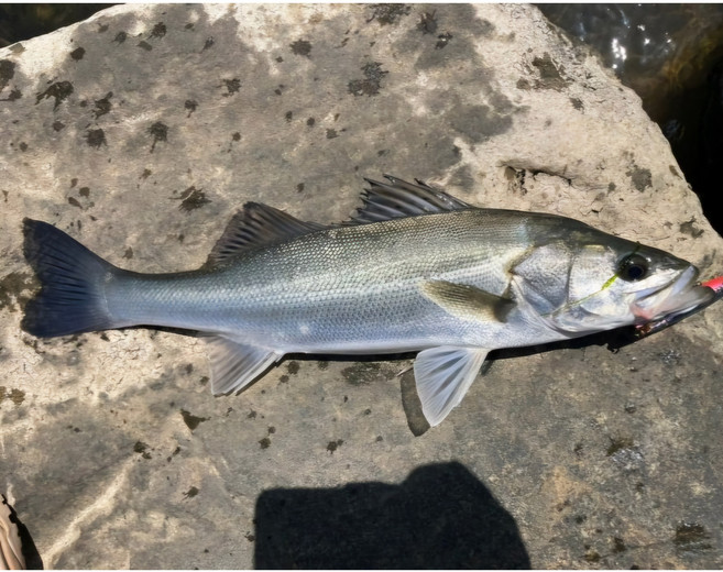 완도 자연산 농어 생물 2kg 제철 찰진 농어회택배 손질 필렛, 농어2kg 3--4인 (1-2마리), 1개