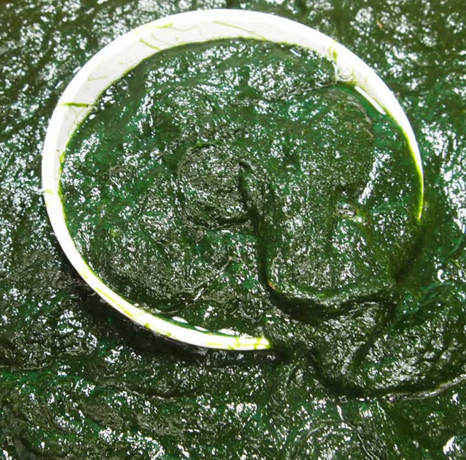 냉동감태 무안감태 생물감태 찰감태 가시파래, 5kg, 1개