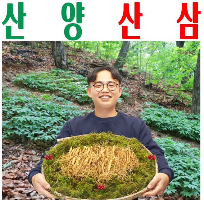산양산삼/ 산양삼/ 장뇌삼/ 건강용 30뿌리 전후 파지삼/ 7-8년근 파삼 100g