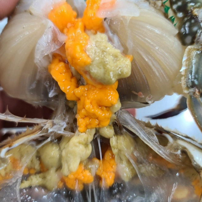 [당일조업] 제철 봄 알배기 활꽃게 암꽃게 꽃게 1kg, 1개, 알배기 봄 활암꽃게(소) 1kg(5~6미)