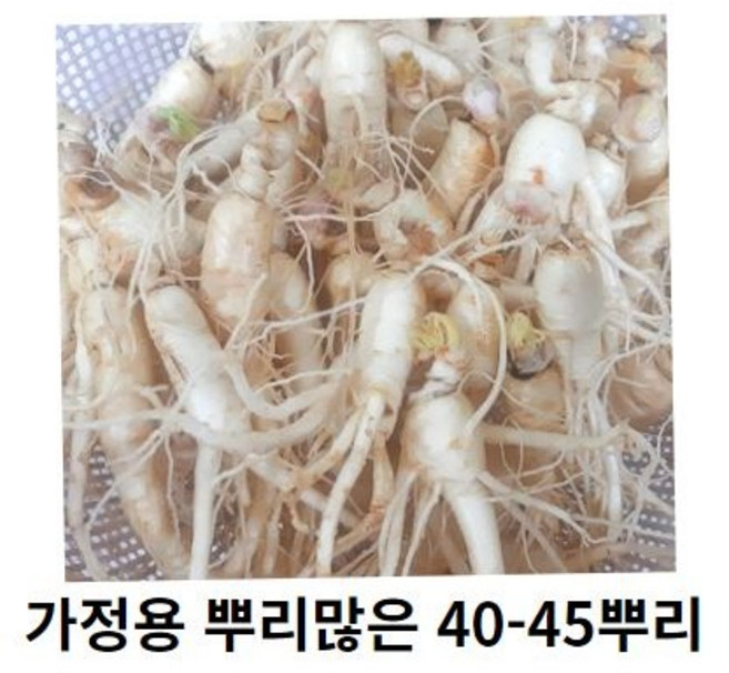 인삼 수삼 세척인삼 작은인삼뿌리 30-40뿌리 인삼파삼 못난이인삼 세척수삼 인삼가정용, 500g 30-40뿌리세척 (x) +못난이대추(30g)