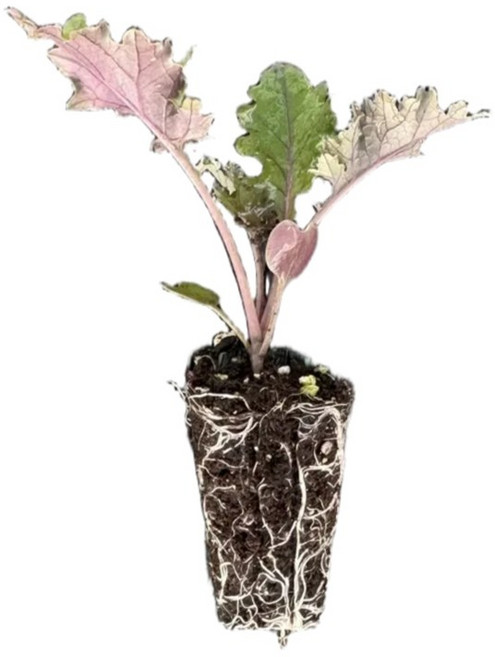 새마을총각 레드컬리케일모종 레드보아, 2개