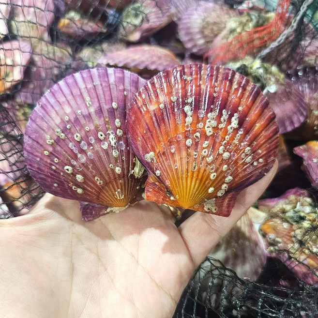 통영 고성 제철 세척 홍가리비, 1박스, 1kg