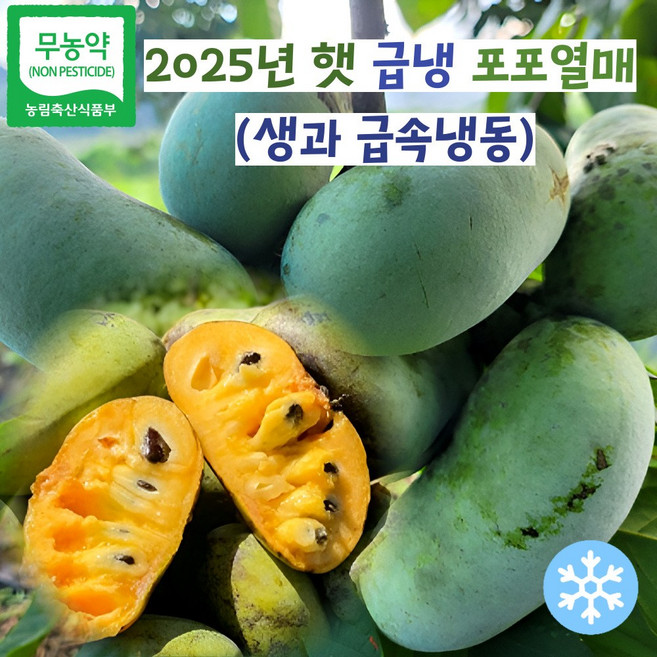 국내산 친환경 고당도 건강한 포포 열매 산지직송 제철 과일, 1개, 1kg (중품)