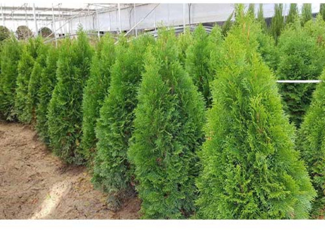 착한가격 에메랄드그린나무 30CM 포트 2주, 2개, 에메랄드그린 30cm포트