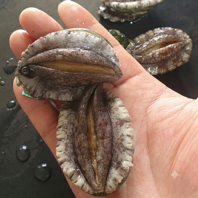 산지직송 완도산 싱싱한 활전복 당일발송, 1박스, 활전복 1kg(13~15미) 중대